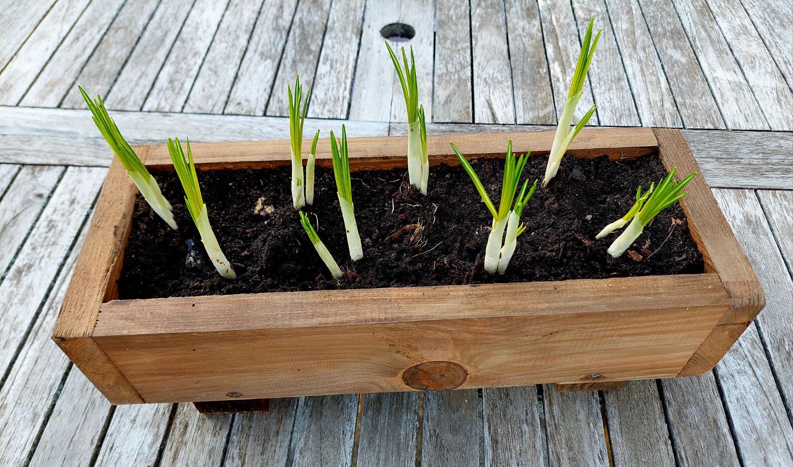 Mini jardinière en bois, fabrication française SNMB — bois autoclave classe 4